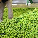 The Fresh Flavors of Wet Hop Ales
