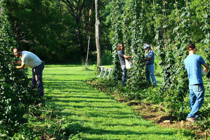 north-carolina-hop-farm