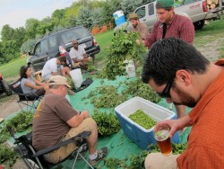 Peak Organic Brewing Hop Harvest