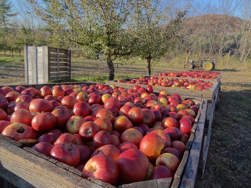 Poverty Lane Orchards