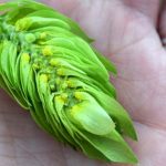 Hops to Watch in 2017