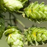 The Hops Shortage of 2007-2008 and its Silver Lining