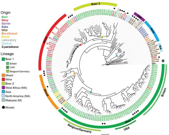 The Family Tree of Yeast