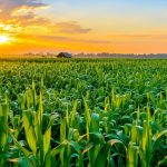 Beyond Barley: Embracing Alternative Grains